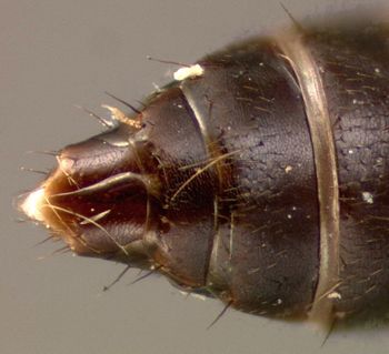 Media type: image; Entomology 27484   Aspect: abdomen dorsal view